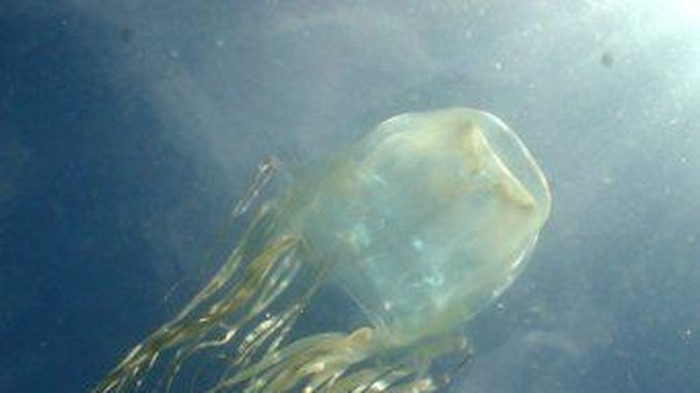 Pemancing Selamat dari Sengatan Hewan Berbisa Paling Mematikan di Dunia