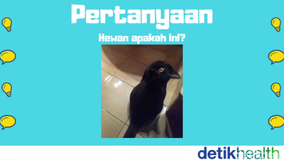 Gagak atau Kucing? Tebak-tebakan Dulu Biar Otak Nggak Karatan