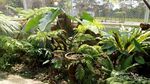 Foto: Boyolali Ternyata Punya Kebun Raya Cantik Lho!