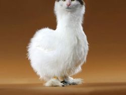 Kocak! Kombinasi Wajah Kucing dengan Tubuh Hewan Lain