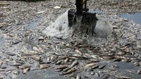 Diduga banyaknya ikan mati ini disebabkan oleh pencemaran lingkungan (Foto: Dok. REUTERS/Alaa al-Marjani)