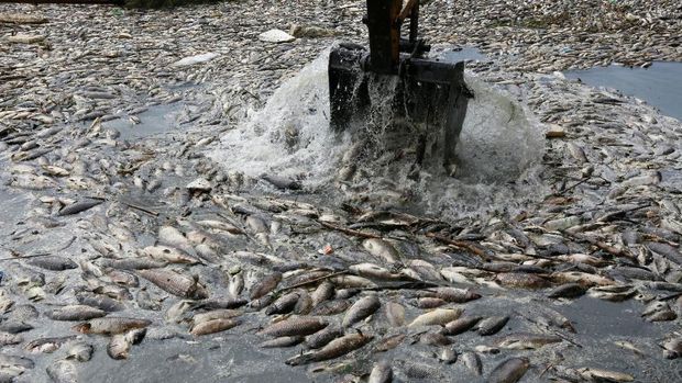 Floating dead fish are seen near fish farms at the Euphrates River in Mussayab district, Iraq November 3, 2018. Picture taken November 3, 2018.  REUTERS/Alaa al-Marjani