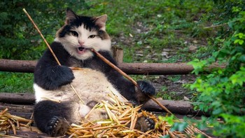 Perpaduan panda dengan kucing. (Foto: Boredpanda)