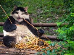 Kocak! Kombinasi Wajah Kucing dengan Tubuh Hewan Lain