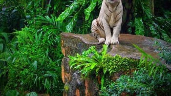 Gemas! badan singa kepala kucing. (oto: Boredpanda)