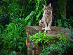 Kocak! Kombinasi Wajah Kucing dengan Tubuh Hewan Lain