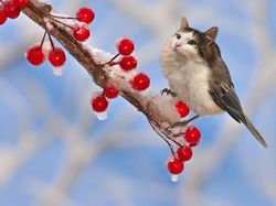 Kocak! Kombinasi Wajah Kucing dengan Tubuh Hewan Lain