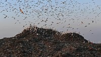 TPA Benowo diketahui menerima sampah sekitar 1.000 hingga 2.000 ton per hari dan tumpukan sampah yang menghasilkan gas itu kemudian dimanfaatkan menjadi energi listrik.