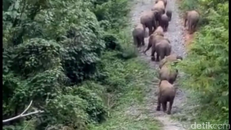 Puluhan Warga Nagan Raya Aceh Mengungsi Akibat Amukan Gajah Puluhan Warga Nagan Raya Aceh Mengungsi Akibat Amukan Gajah