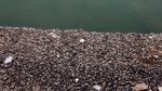 Foto: Misteri Ribuan Ton Ikan Mati di Sungai Eufrat Irak
