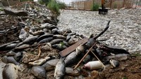 Ikan-ikan yang mati tersebut merupakan milik peternakn di wilayah selatan Baghdad (Foto: Dok. REUTERS/Alaa al-Marjani)