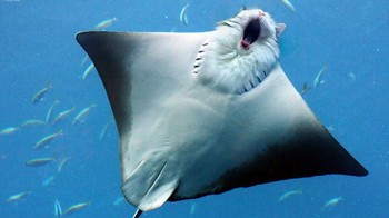 Berenang di lautan seperti ikan pari. (Foto: Boredpanda)