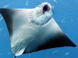 Kocak! Kombinasi Wajah Kucing dengan Tubuh Hewan Lain