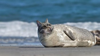 Santai di pinggir pantai seperti anjing laut. (Foto: Boredpanda)