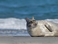 Kocak! Kombinasi Wajah Kucing dengan Tubuh Hewan Lain