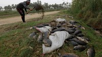 Tak sedikit burung-burung yang mendekat untuk memakan bangkai ikan itu (Foto: Dok. REUTERS/Alaa al-Marjani)