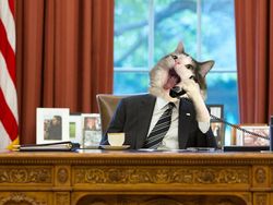 Kocak! Kombinasi Wajah Kucing dengan Tubuh Hewan Lain