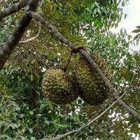 Ani Yudhoyono dan Mayangsari Asyik Cicip Durian, Mana yang Paling Legit?