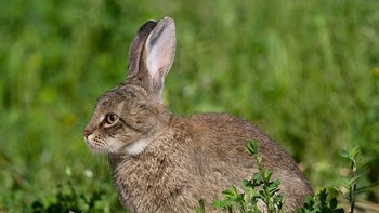 Ketika punya telinga panjang seperti kelinci. (Foto: Boredpanda)