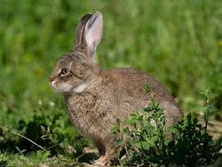 Kocak! Kombinasi Wajah Kucing dengan Tubuh Hewan Lain