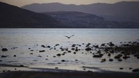 Cerita mukjizat Yesus berjalan di atas air menjadi salah satu fenomena dari populernya danau ini. Selain terbesar, danau cantik ini juga jadi danau ai tawar terendah di dunia. Letaknya 211 meter di bawah permukaan air laut. (Ronen Zvulun/Reuters)