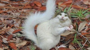 Kucing berbadan tupai. (Foto: Boredpanda)