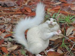 Kocak! Kombinasi Wajah Kucing dengan Tubuh Hewan Lain