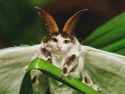 Kocak! Kombinasi Wajah Kucing dengan Tubuh Hewan Lain