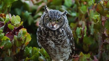 Kucing hantu? (Foto: Boredpanda)