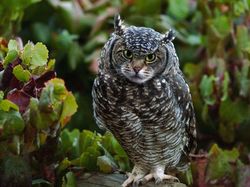 Kocak! Kombinasi Wajah Kucing dengan Tubuh Hewan Lain