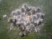 Rambut Manusia hingga Cairan Batu Bara, Bahan Alami Produk Makanan