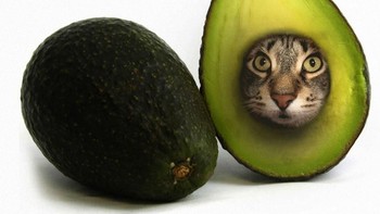 Biji alpukat. (Foto: Boredpanda)