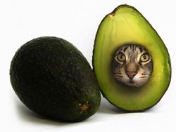 Kocak! Kombinasi Wajah Kucing dengan Tubuh Hewan Lain