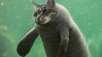 Kucing laut. (Foto: Boredpanda)