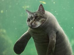 Kocak! Kombinasi Wajah Kucing dengan Tubuh Hewan Lain