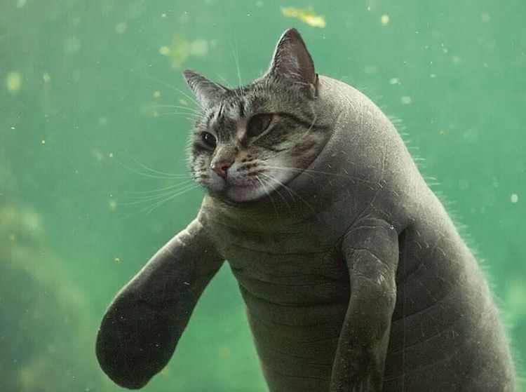 Kocak! Kombinasi Wajah Kucing dengan Tubuh Hewan Lain