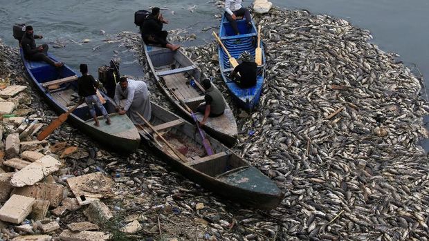Floating dead fish are seen near fish farms at the Euphrates River in Mussayab district, Iraq November 3, 2018. Picture taken November 3, 2018.  REUTERS/Alaa al-Marjani