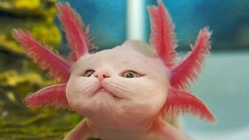 Lucu atau seram rupa kucing ini? (Foto: Boredpanda)