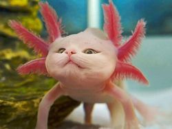 Kocak! Kombinasi Wajah Kucing dengan Tubuh Hewan Lain