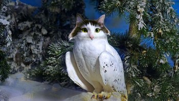 Perpaduan kucing dengan burung hantu. (Foto: Boredpanda)