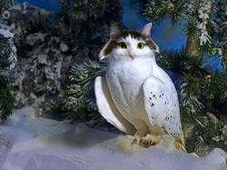 Kocak! Kombinasi Wajah Kucing dengan Tubuh Hewan Lain