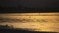 Dampak yang paling terlihat dari polusi adalah semakin berkurangnya flora dan fauna endemik yang hidup di sana. Salah satunya adalah ikan Petrus yang semakin jarang ditemukan. Padahal ikan ini jadi wisata kuliner wajib di Danau Galilea. (Ronen Zvulun/Reuters)