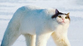 Beruang kucing. (Foto: Boredpanda)