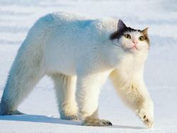 Kocak! Kombinasi Wajah Kucing dengan Tubuh Hewan Lain