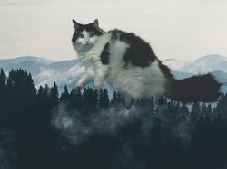 Kocak! Kombinasi Wajah Kucing dengan Tubuh Hewan Lain