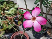 Review Pocophone F1: Kencang dan Murah, Tapi...