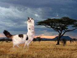 Kocak! Kombinasi Wajah Kucing dengan Tubuh Hewan Lain