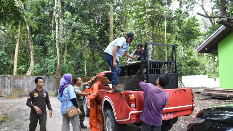 50 Koleksi Gambar Hewan Macan Akar Terbaru