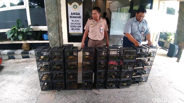 481 Ekor Burung Selundupan Dari Balikpapan Gagal Masuk Surabaya