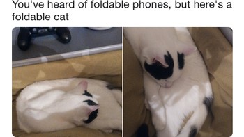 Kucing yang dapat melipat. Oke, sama sekali tak berhubungan dengan ponsel. Tapi jadi kocak karena momennya pas saat Samsung mengumumkan ponsel layar lipat. (Foto: Internet/Twitter)